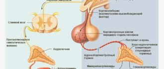 Гормон стресса кортизол