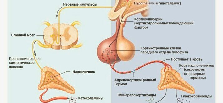 Гормон стресса кортизол