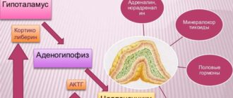 гормоны коры надпочечников