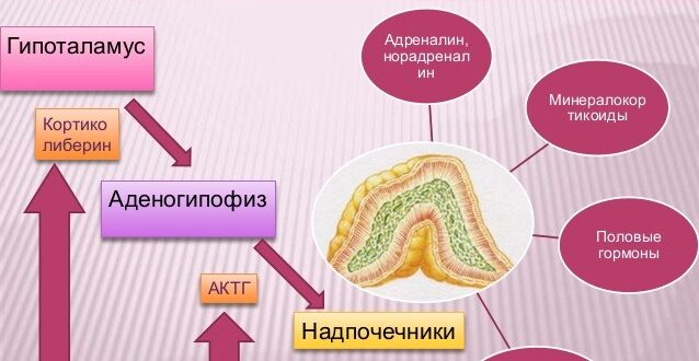 гормоны коры надпочечников