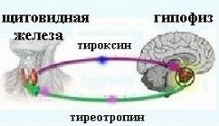 недостаток тироксина